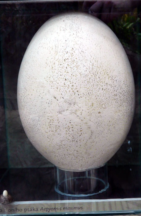 Pštros obrovský (Aepyornis maximus) - vejce