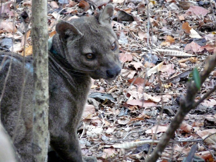 Fosa (Cryptoprocta ferox) v N.P. Kirindi, Madagaskar