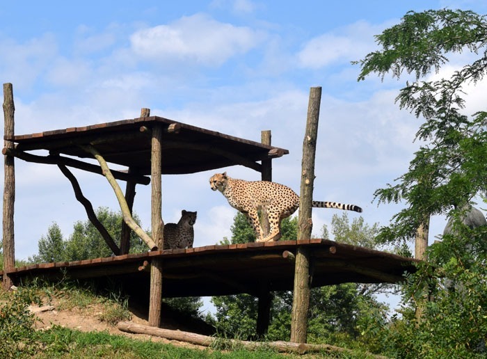 Gepard kapský (Acinonyx jubatus jubatus)