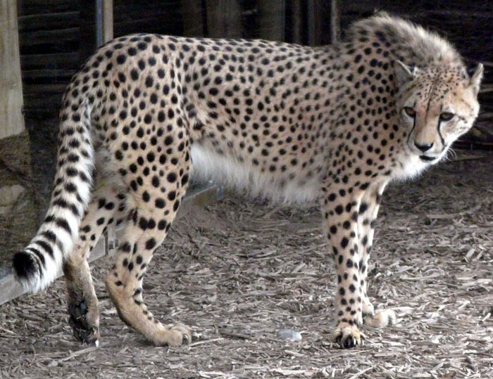 Gepard kapský (Acinonyx jubatus jubatus)