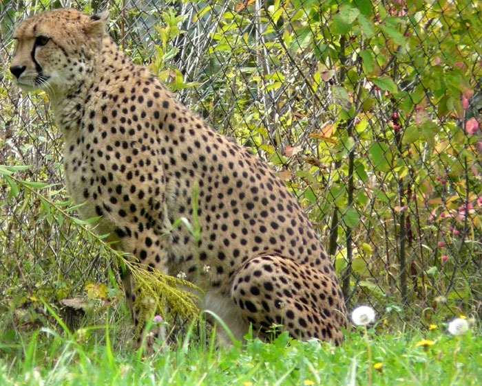 Gepard súdánský (Acinonyx jubatus soemmeringii)