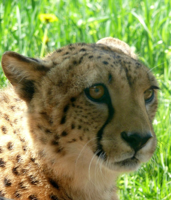 Gepard súdánský (Acinonyx jubatus soemmeringii)