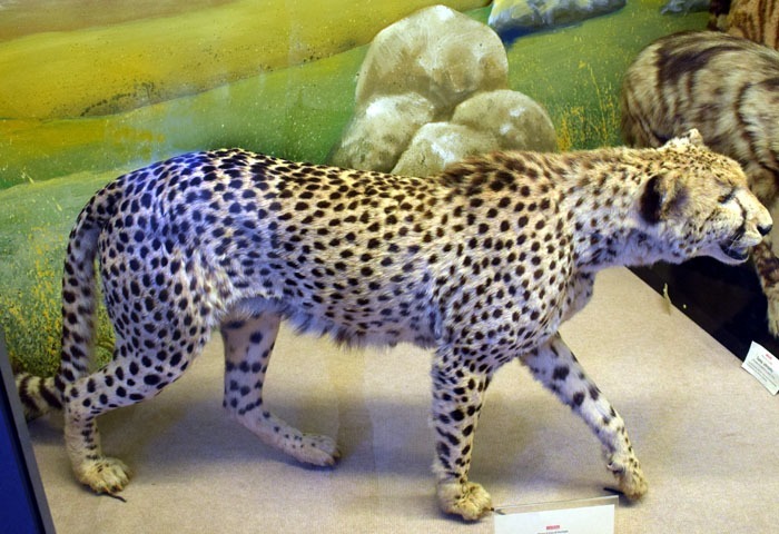 Gepard severoafrický (Acinonyx jubatus hecki)