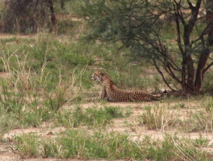 Gepard východoafrický (Acinonyx jubatus raineyi), NP Masai Mara