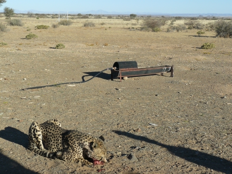 Gepard štíhlý (Acinonyx jubatus) jako mazlíček, foto: Martina Novotná