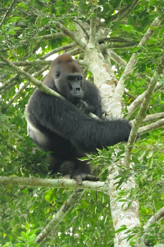 Gorila nížinná (Gorilla gorilla), Arthur Sniegon