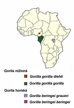gorila rozšíření