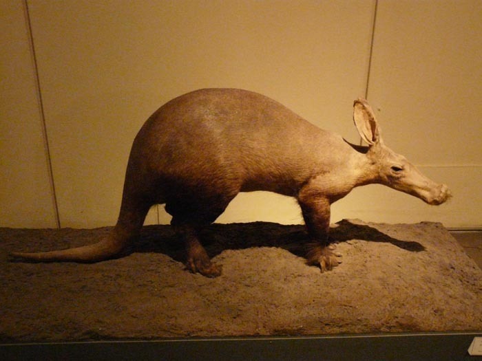 Hrabáč kapský (Orycteropus afer), Berlín