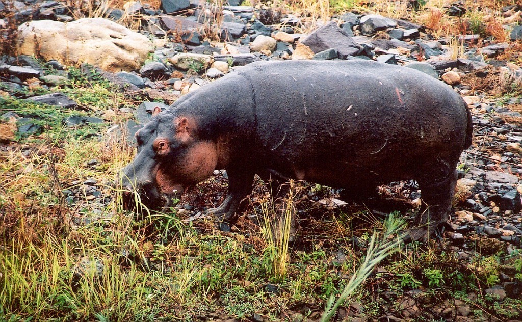 Hroch obojživelný (Hippopotamus amphibius), Kruger N.P, JAR (foto: Jaromír Němec)