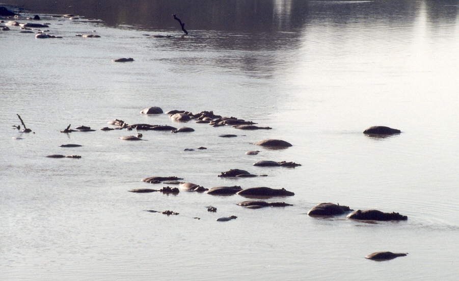 Hroch obojživelný (Hippopotamus amphibius) - stádo, Luangwa, Zamie (foto: Jaromír Němec)