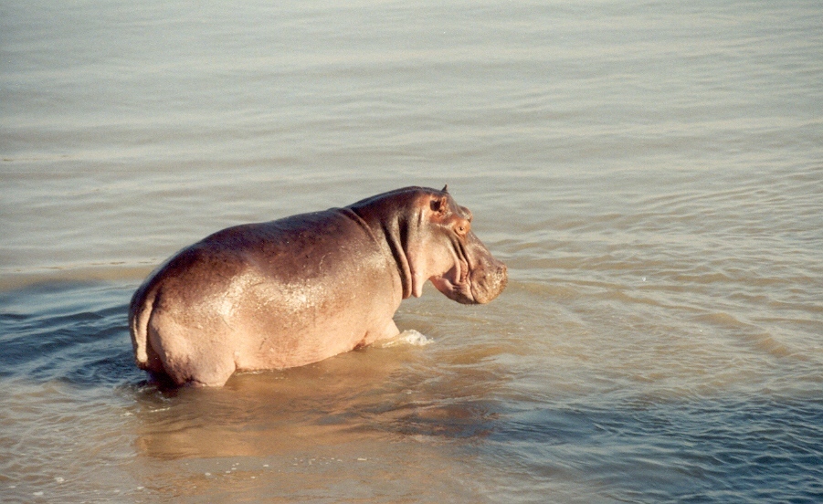 Hroch obojživelný (Hippopotamus amphibius) - býk, Luangwa, Zamie (foto: Jaromír Němec)