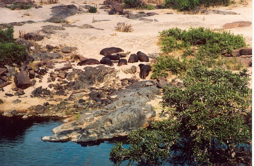 Hroch obojživelný (Hippopotamus amphibius), Kruger N.P, JAR (foto: Jaromír Němec)