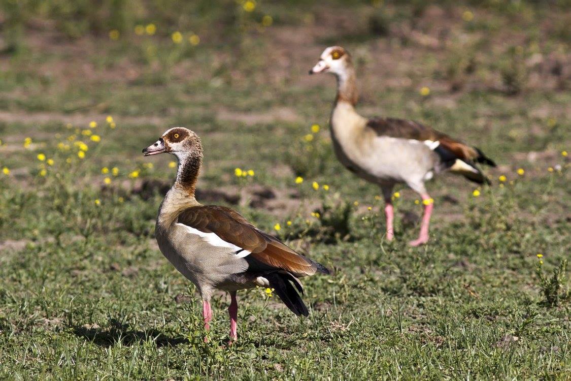 Husice egyptská (Alopochen aegyptiaca) (foto: Jana Hajduchová)