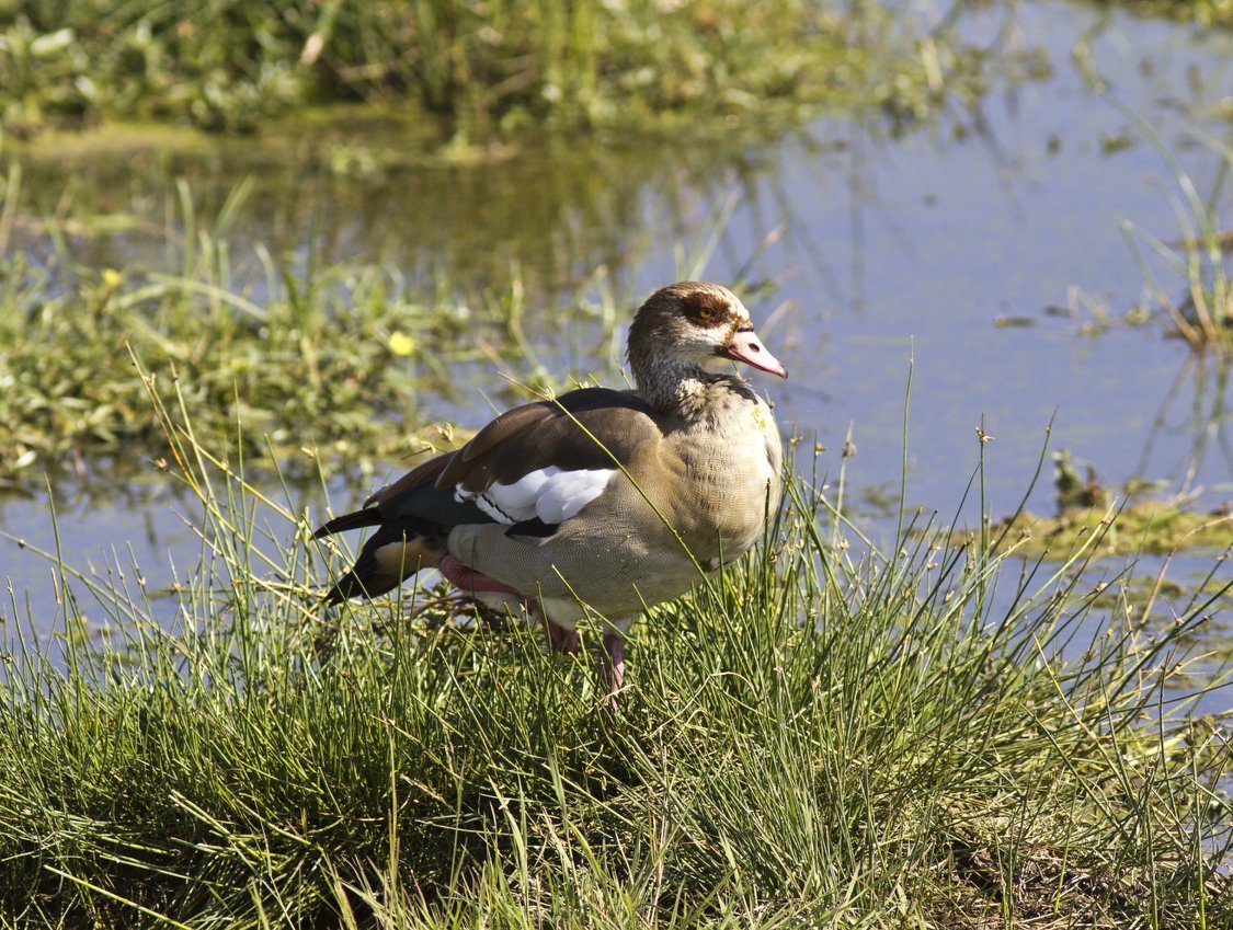 Husice egyptská (Alopochen aegyptiaca) (foto: Jana Hajduchová)