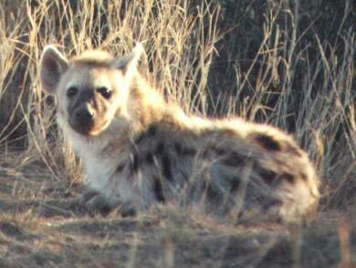 Hyena skvrnitá (Crocuta crocuta)