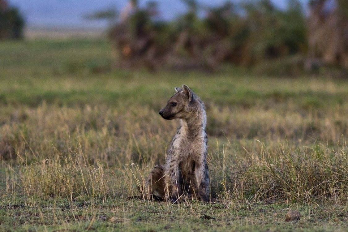 Hyena skvrnitá (Crocuta crocuta) (foto: Jana Hajduchová)