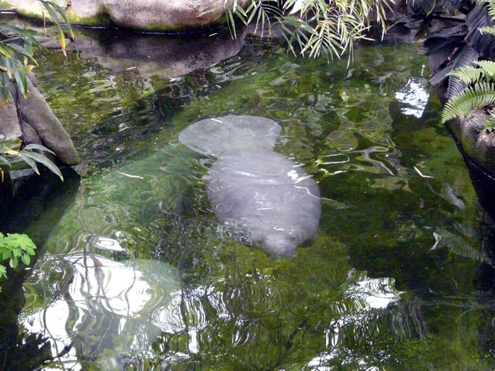 kapustňák širokonosý (Trichechus manatus )