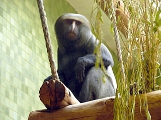 Kočkodan Hamlynův (Cercopithecus hamlyni)