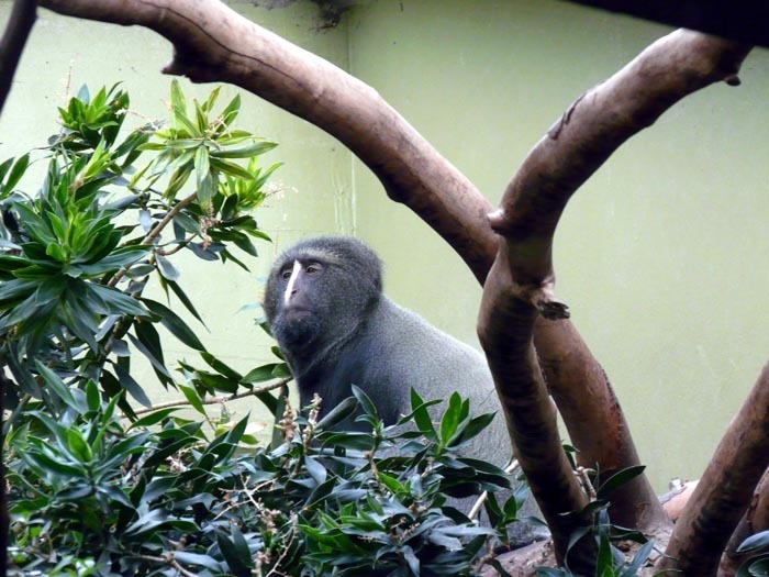 Kočkodan Hamlynův (Cercopithecus hamlyni)