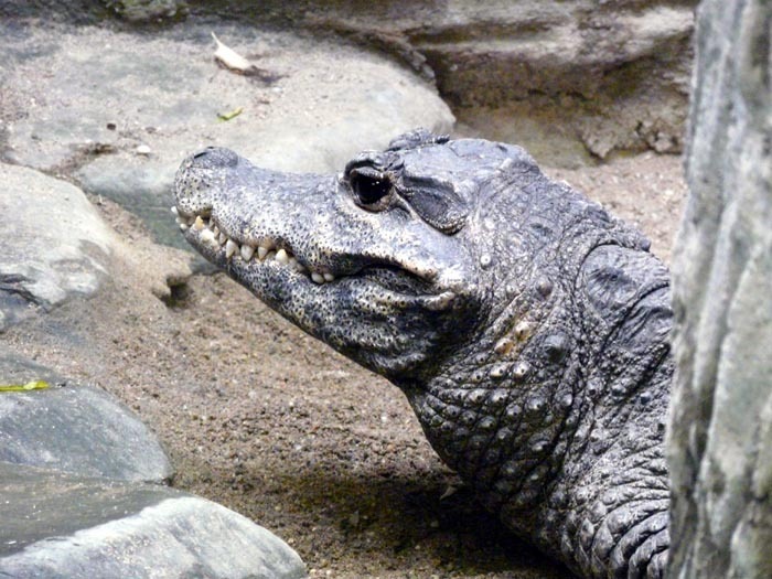 krokodýl čelnatý