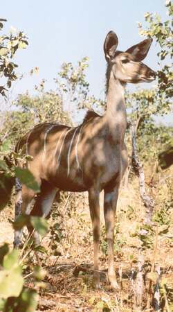 kudu-samice