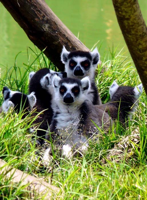 Lemur kata (Lemur catta)