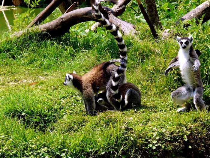 Lemur kata (Lemur catta)