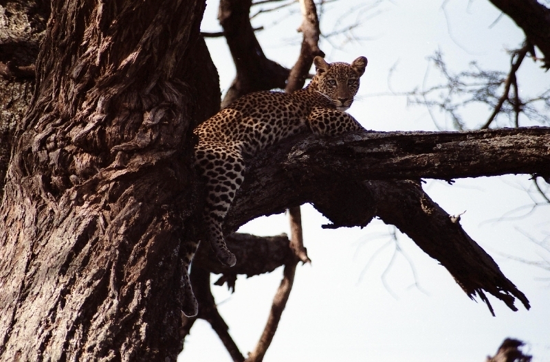 Levhart skvrnitý (Panthera pardus pardus), Tanzanie