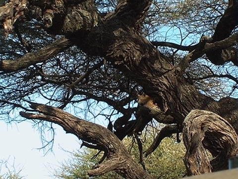 Levhart skvrnitý (Panthera pardus pardus), Tanzanie