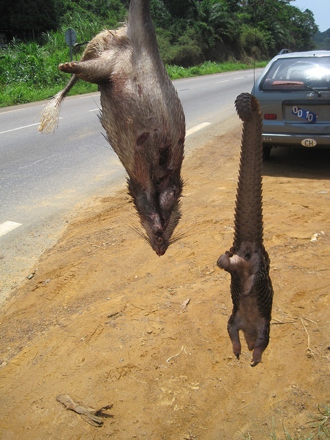 luskoun dlouhoocasý (Manis tetradactyla) - prodej bushmeat u silnice v Kamerunu (autor: Joel Abroad )