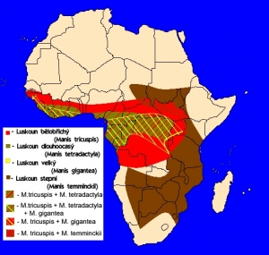 luskouni - rozšíření v Africe