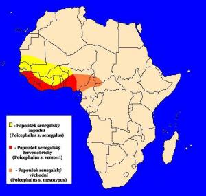 mapka výskytu papouška senegalského