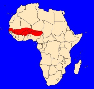výskyt kobry senegalské