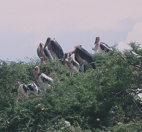 Marabu africký (Leptoptilos crumeniferus) - kolonie