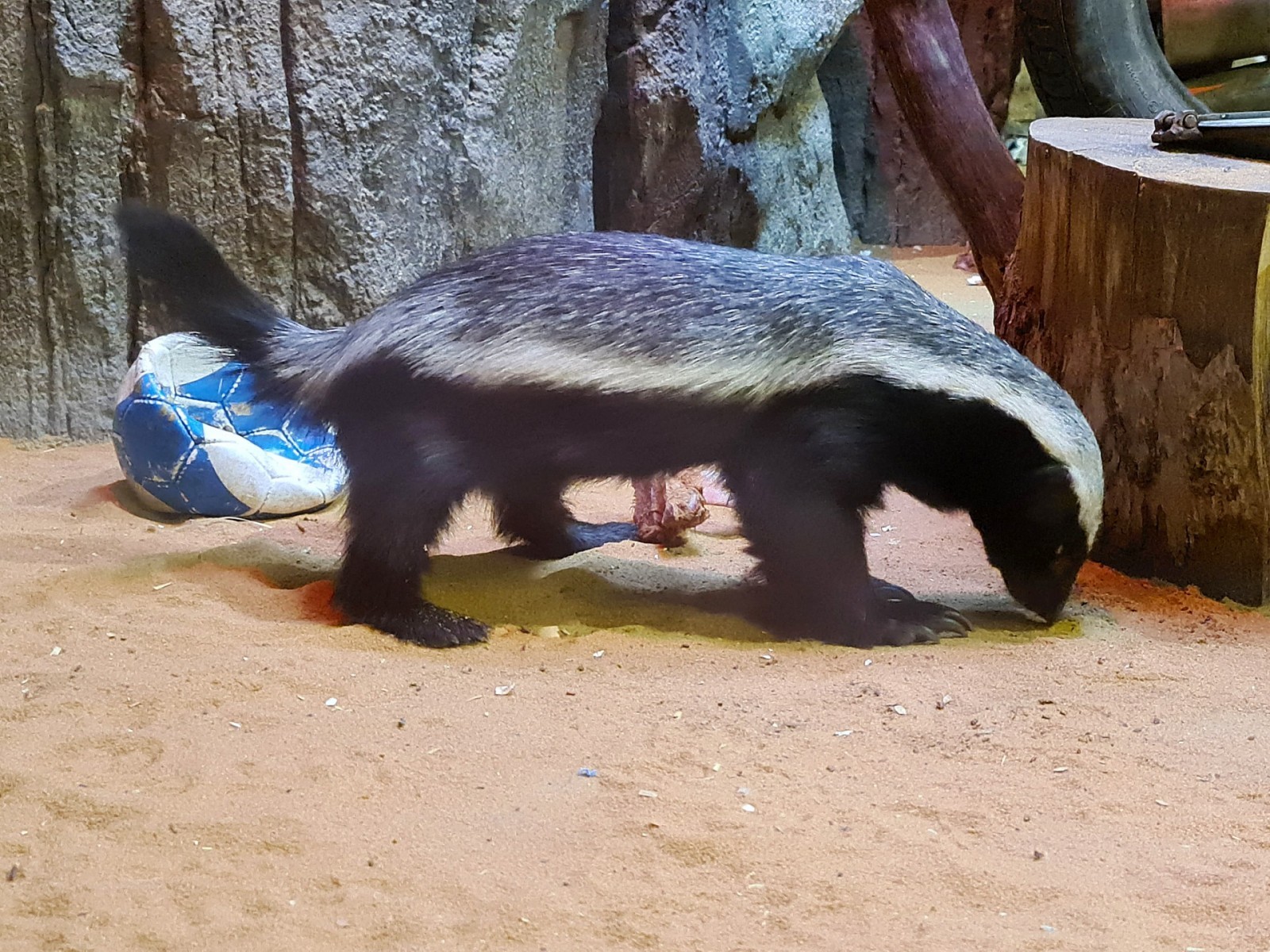 medojed (Mellivora capensis) - ZOO Olomouc