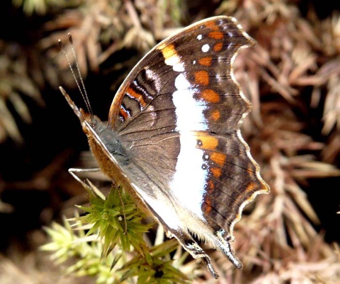 motýl v ZOO Tsimbazaza, Madagaskar