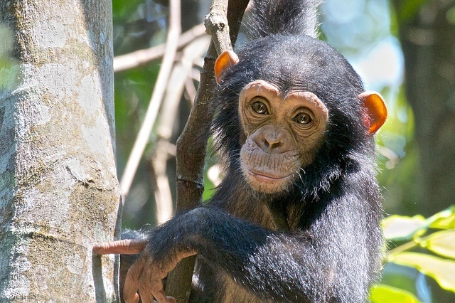 njbdodane: šimpanzí mládě z Mahale Mts