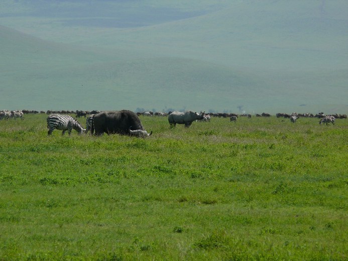 nosorožec dvourohý východní (Diceros bicornis michaeli), Ngorongoro, Tanzanie (foto: Pavel Kohout)