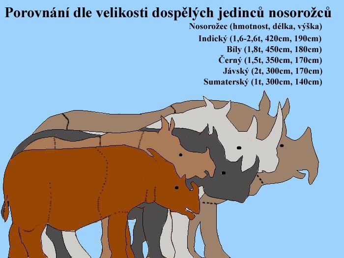 Porovnání velikostí nosorožců