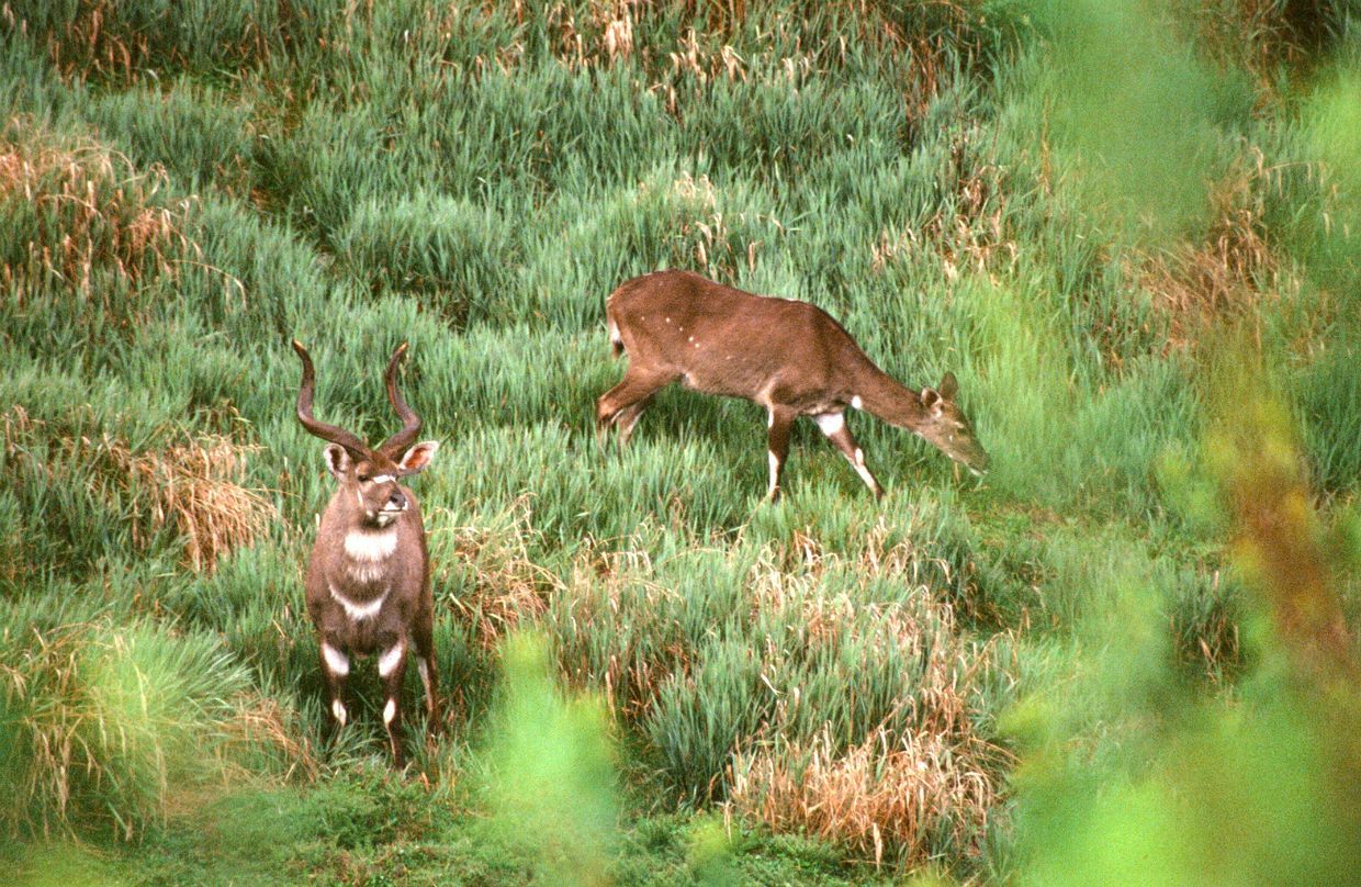 nyala horská (Tragelaphus buxtoni), Etiopie, Bale