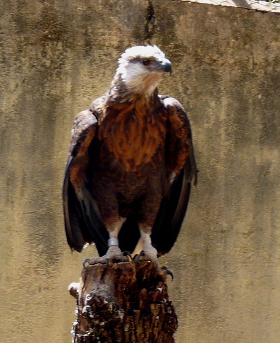 Orel madagaskarský (Haliaeetus vociferoides)