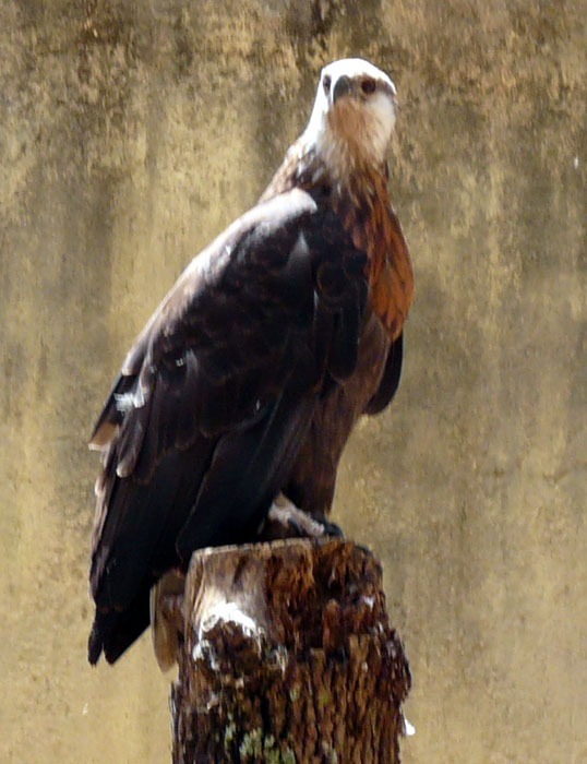 Orel madagaskarský (Haliaeetus vociferoides)