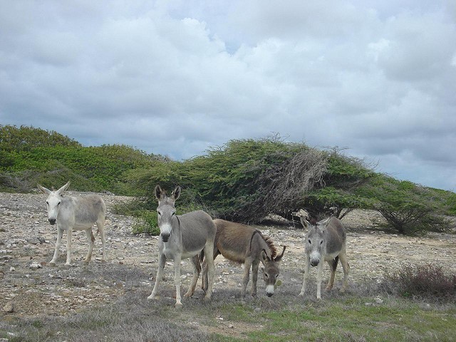 Osel núbijský (Equus africanus africanus); Autor: Serge Melki