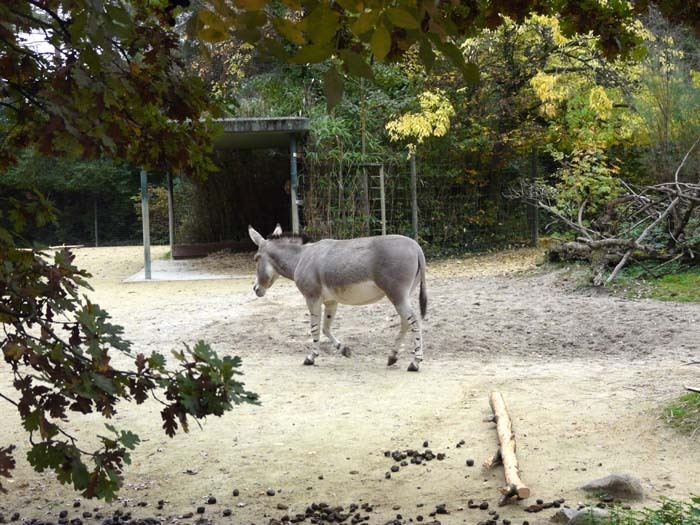 Osel somálský (Equus africanus somaliensis)