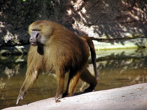 Pavián guinejský (Papio papio)