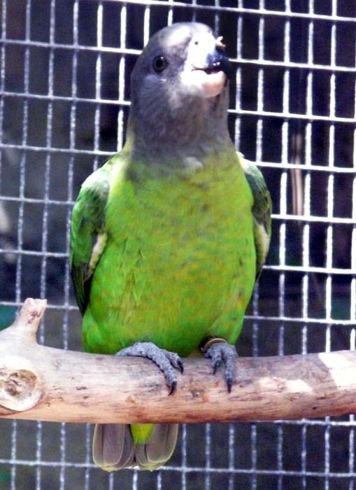 papoušek hnědohlavý