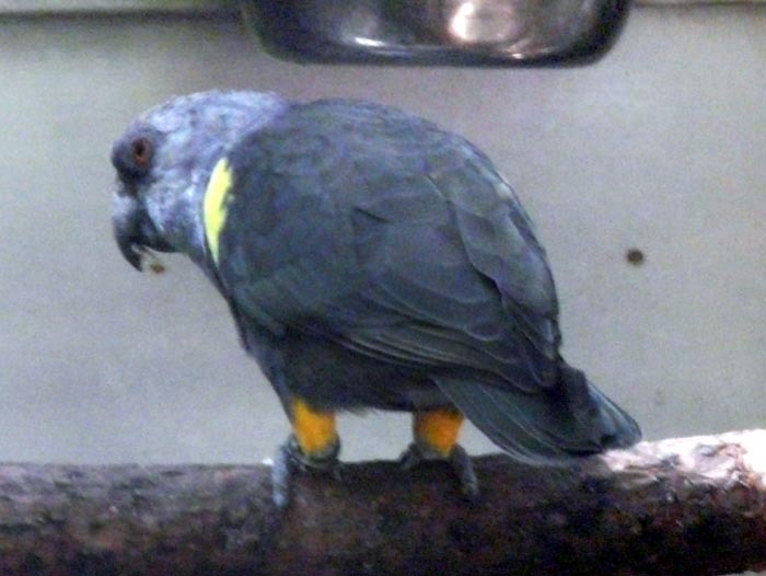 papoušek hnědý - sameček