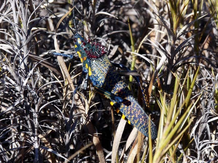 Pasaranče (Rainbow Milkweed Locust (Phymateus saxosus))