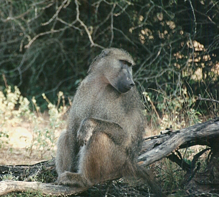 Pavián čakma (Papio ursinus) - samec (foto: Jaromír Němec)