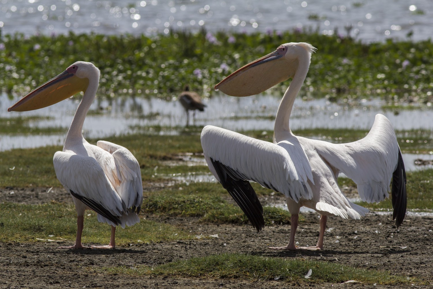 Pelikán bílý (Pelecanus onocrotalus), autor Jana Hajduchová